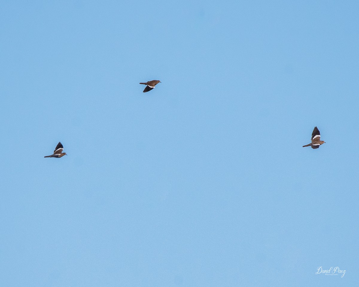 White-winged Dove - ML643116879