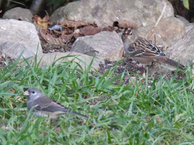 Dark-eyed Junco - ML643116881
