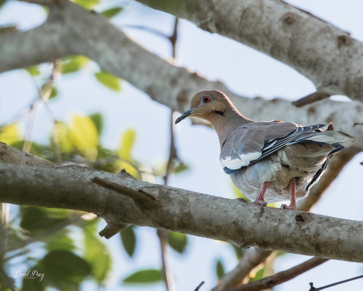 White-winged Dove - ML643116883