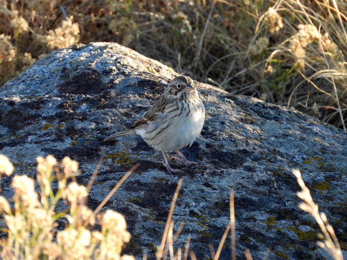 Vesper Sparrow - ML643116887