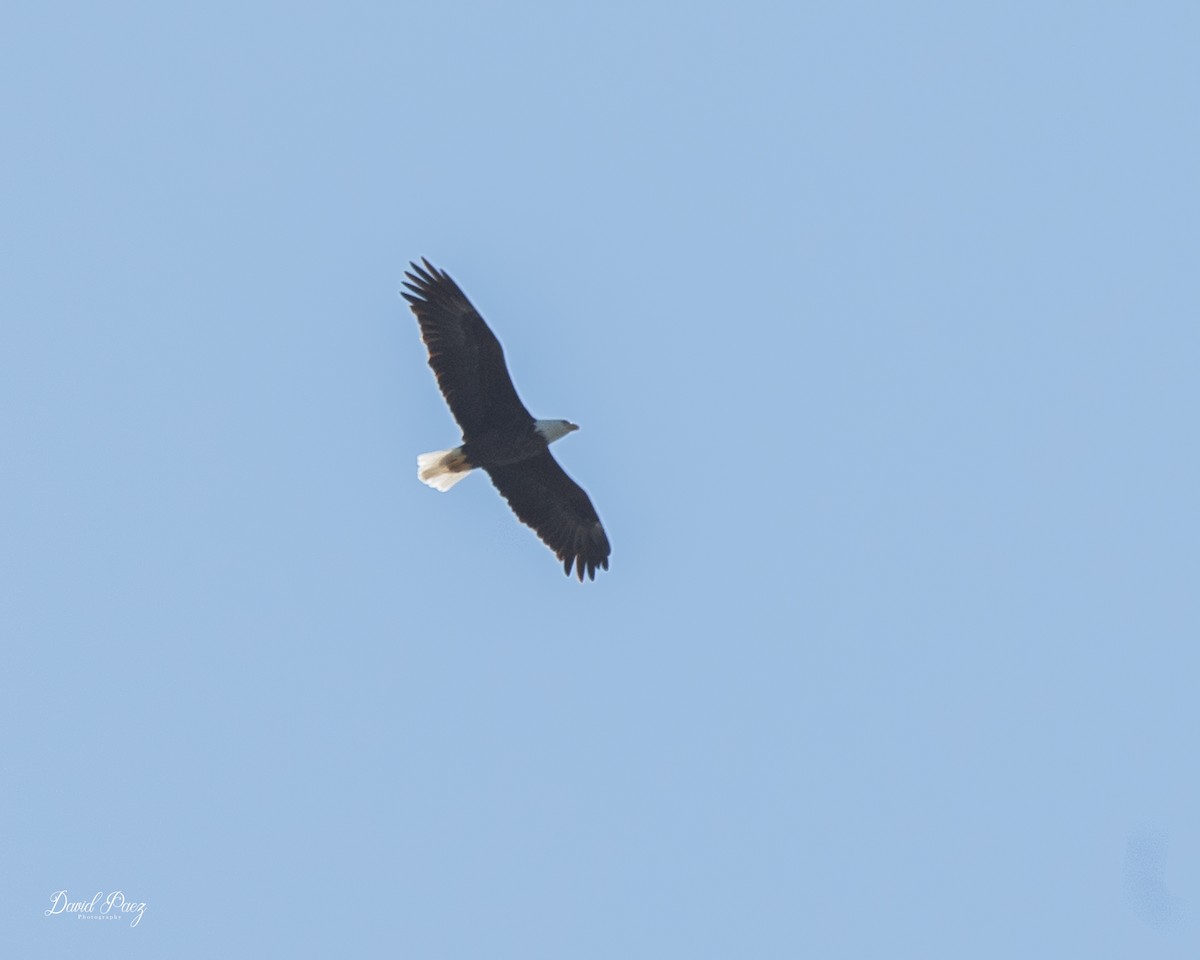 Bald Eagle - ML643116893