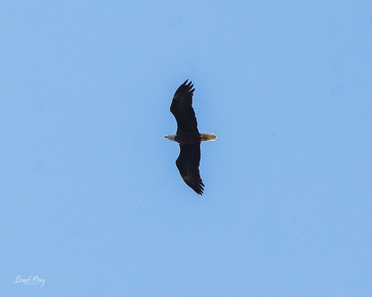 Bald Eagle - ML643116894