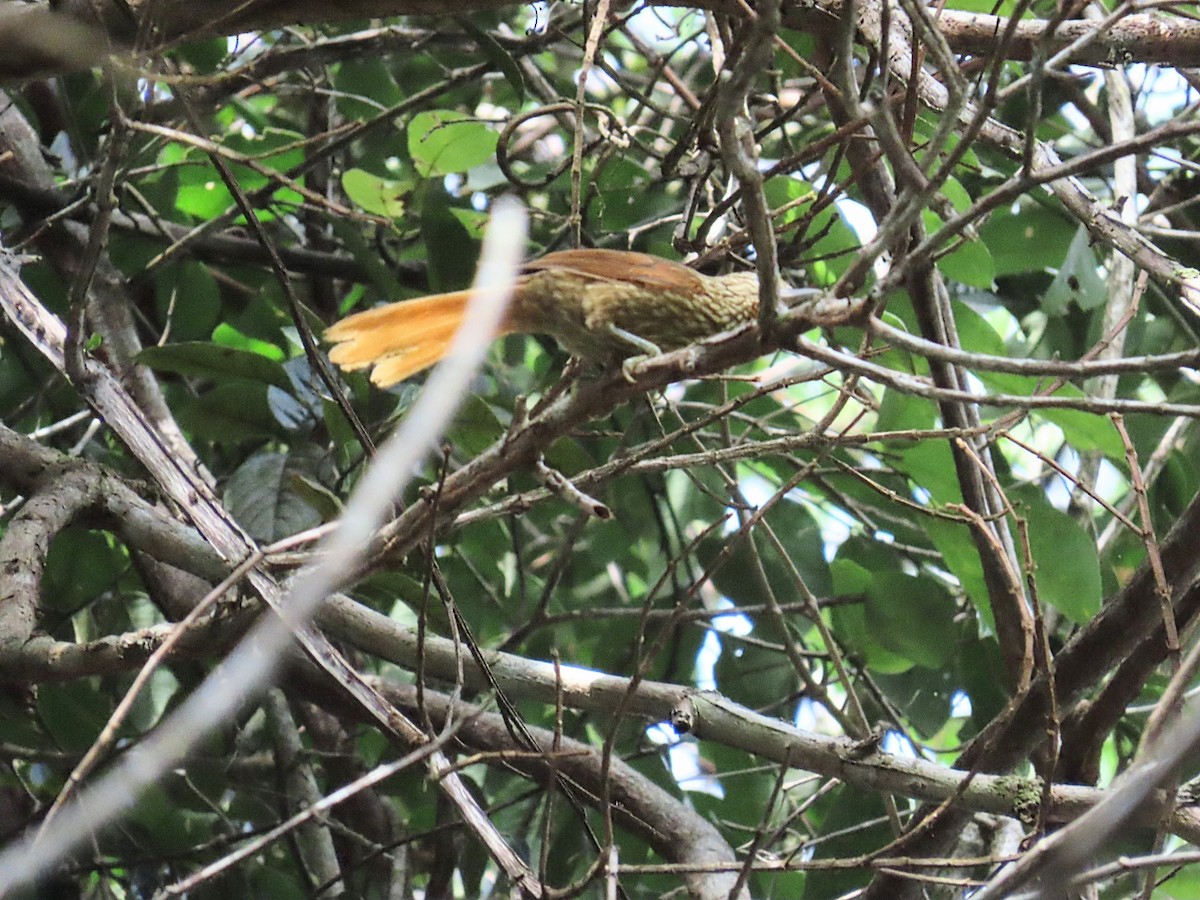 Striated Softtail - ML643116896