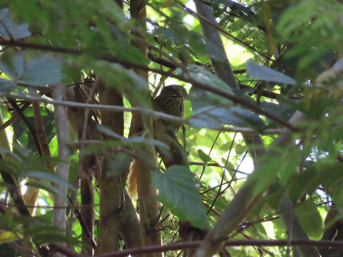 Striated Softtail - ML643116897