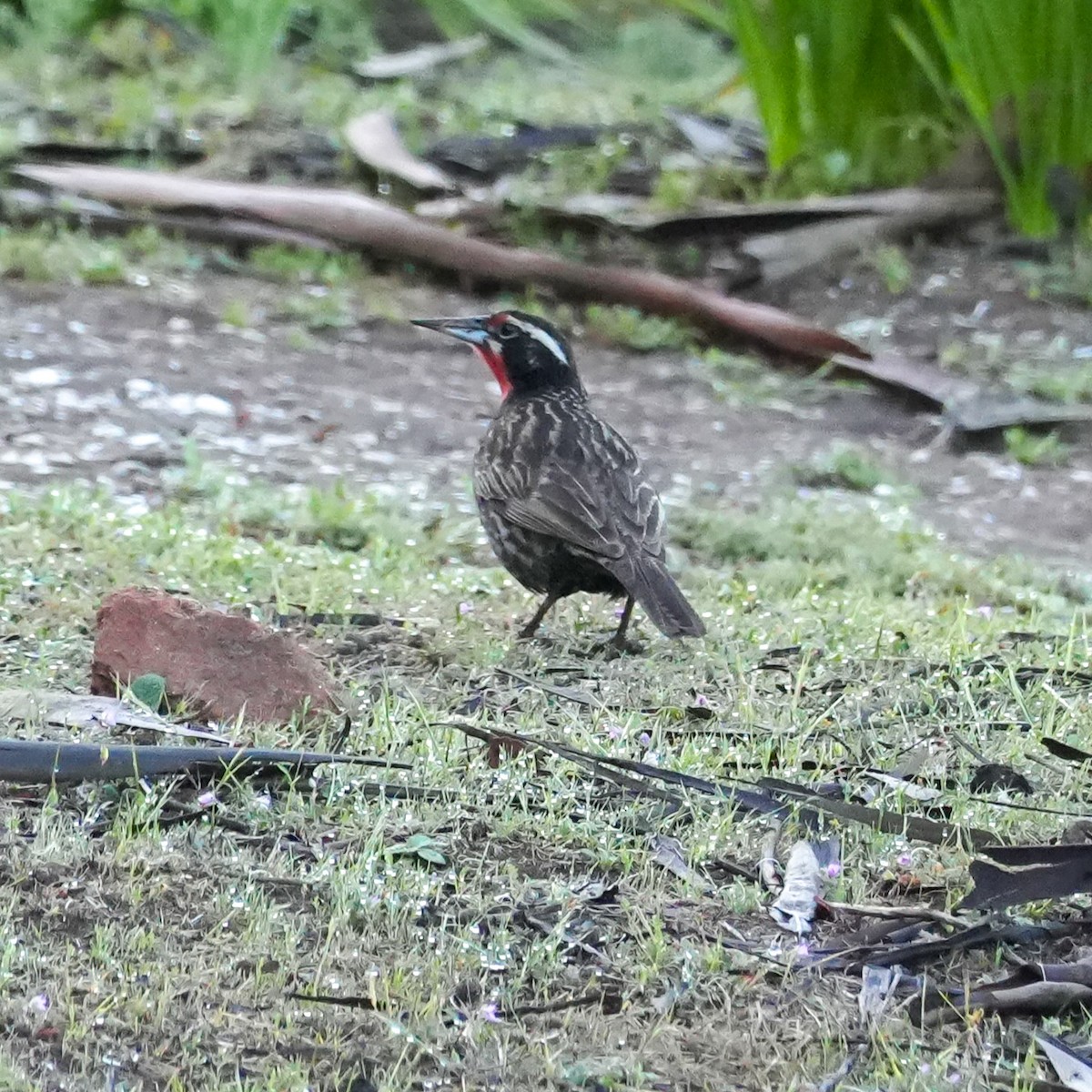 Long-tailed Meadowlark - ML643116905