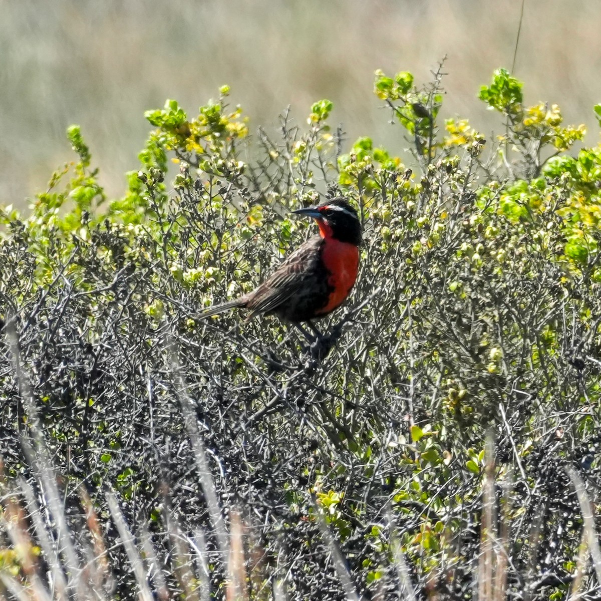 Long-tailed Meadowlark - ML643116907