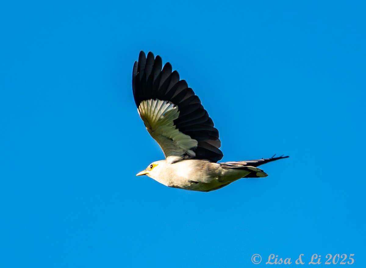 Black-winged Myna (Gray-rumped) - ML643116909