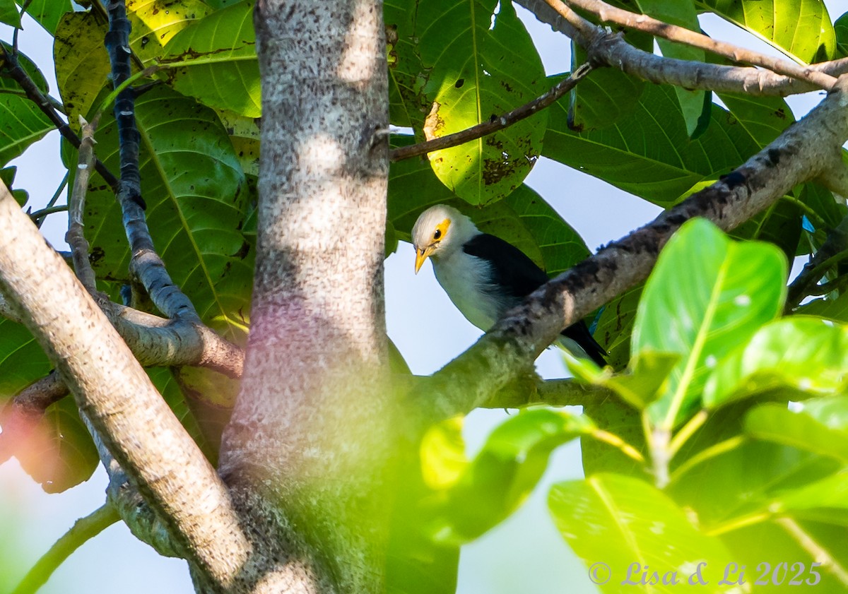 Black-winged Myna (Gray-rumped) - ML643116910