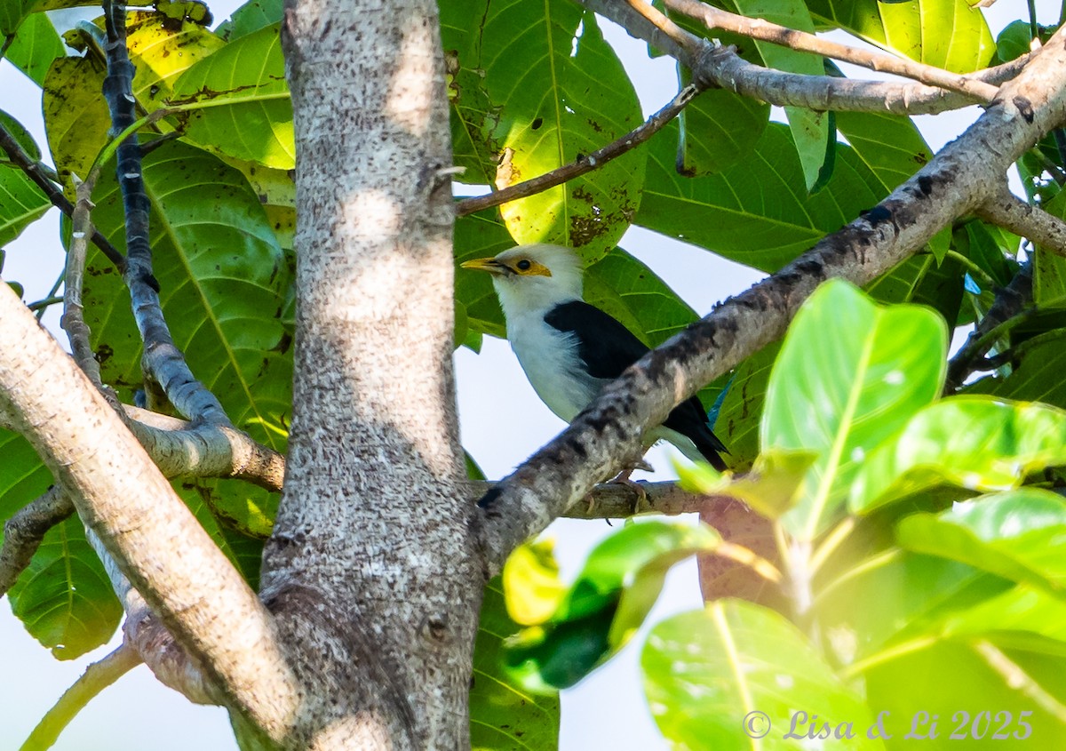 Black-winged Myna (Gray-rumped) - ML643116911