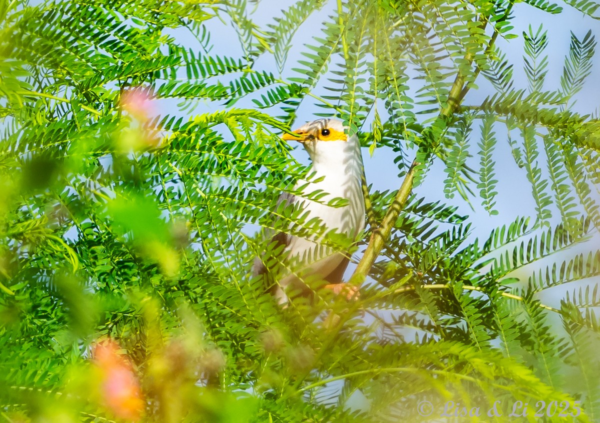 Black-winged Myna (Gray-rumped) - ML643116912