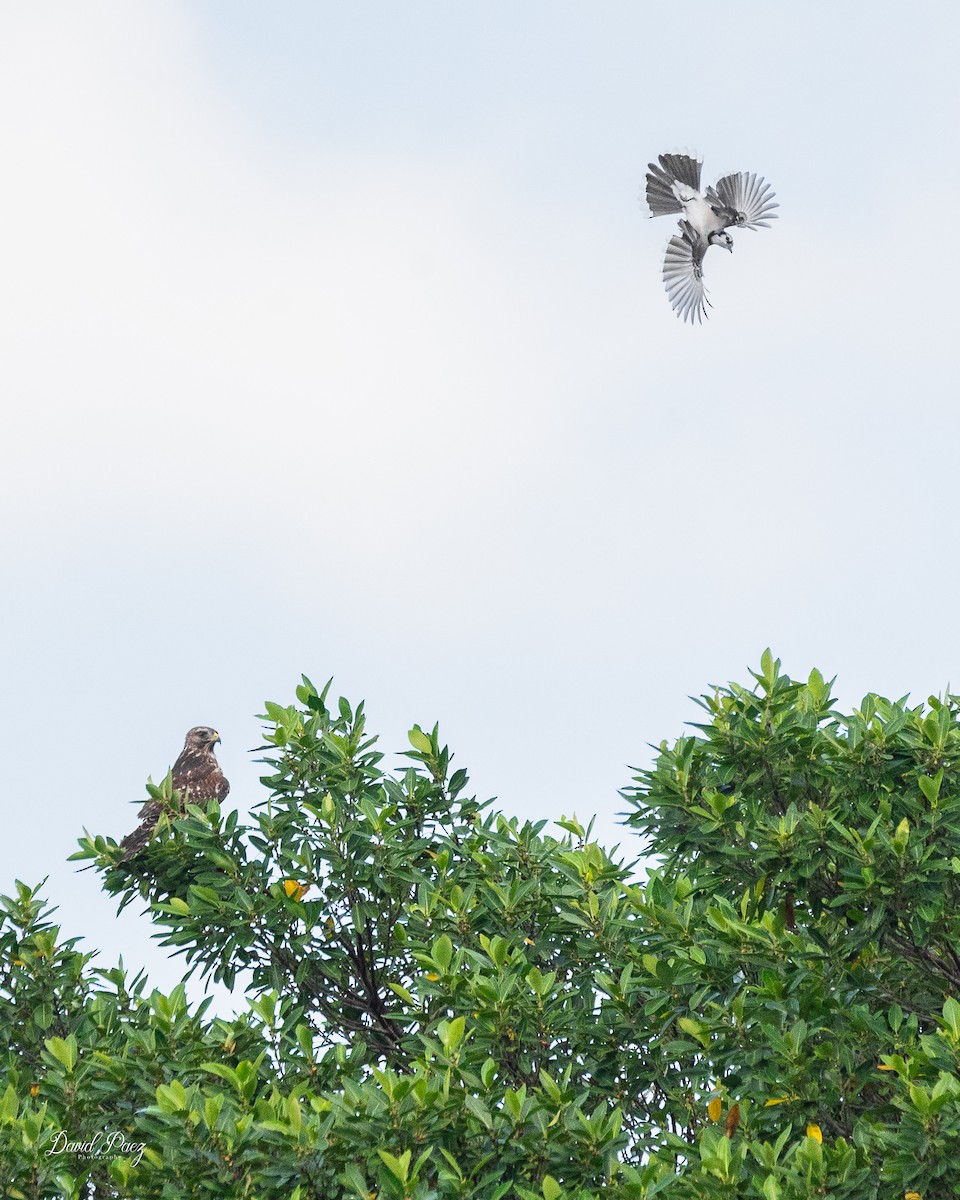 Red-shouldered Hawk - ML643116913