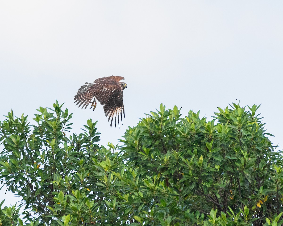 Red-shouldered Hawk - ML643116914