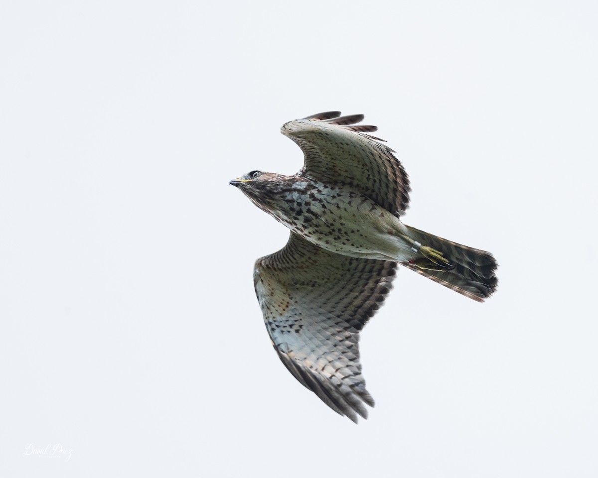 Red-shouldered Hawk - ML643116916