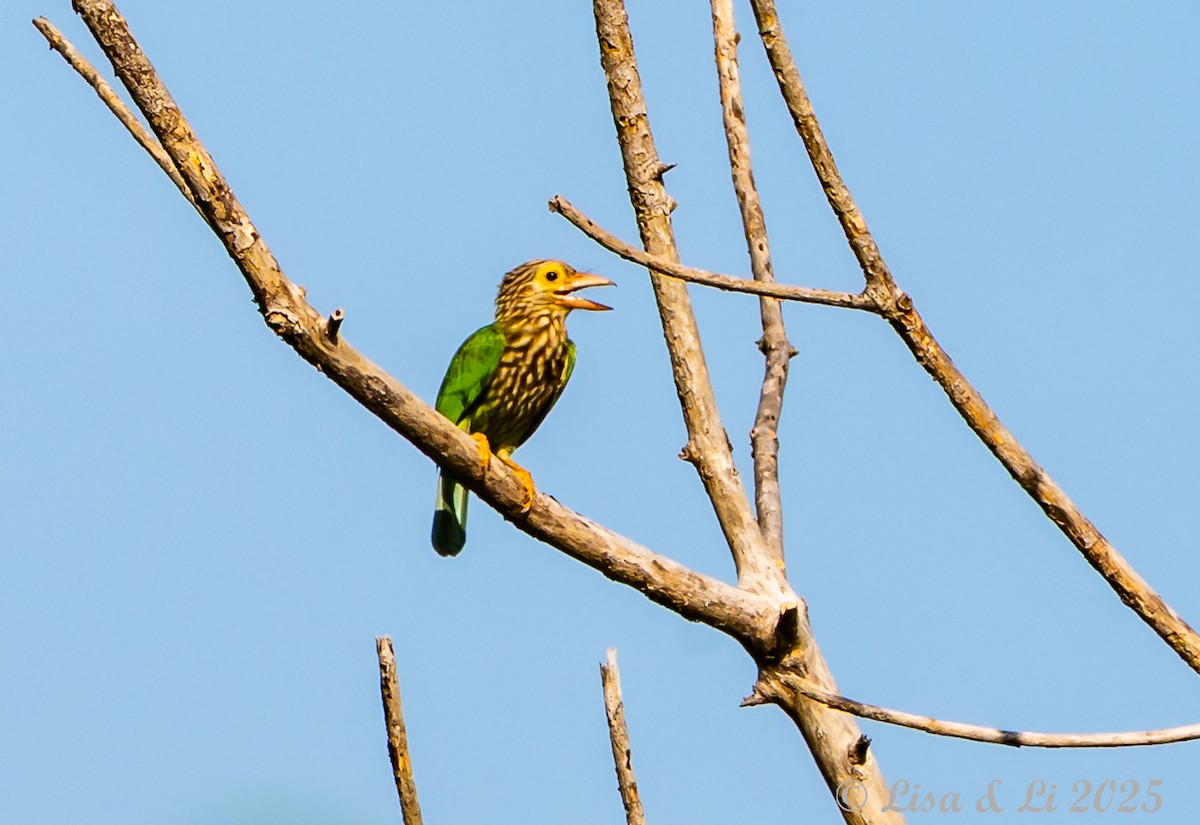 Lineated Barbet - ML643116917