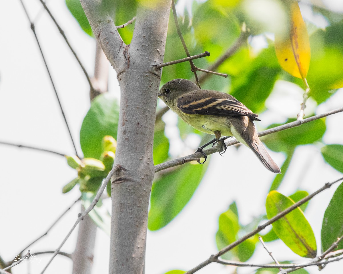 Acadian Flycatcher - ML643116923