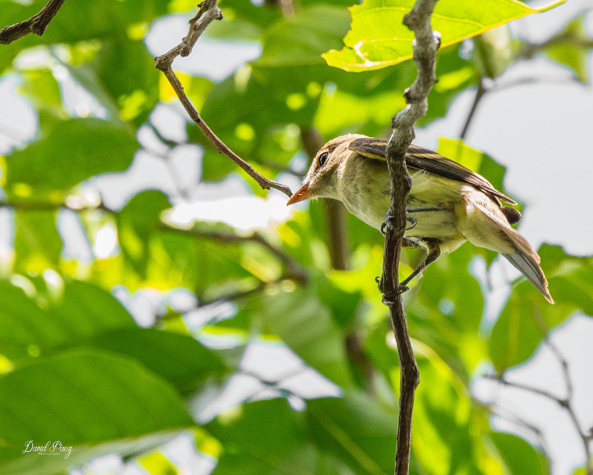 Acadian Flycatcher - ML643116929