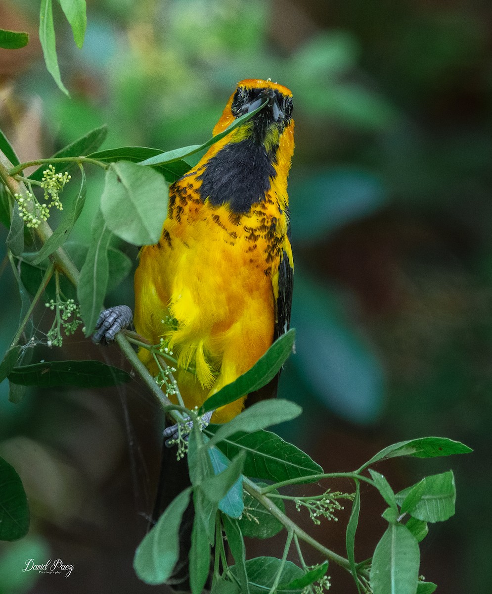 Spot-breasted Oriole - ML643116932