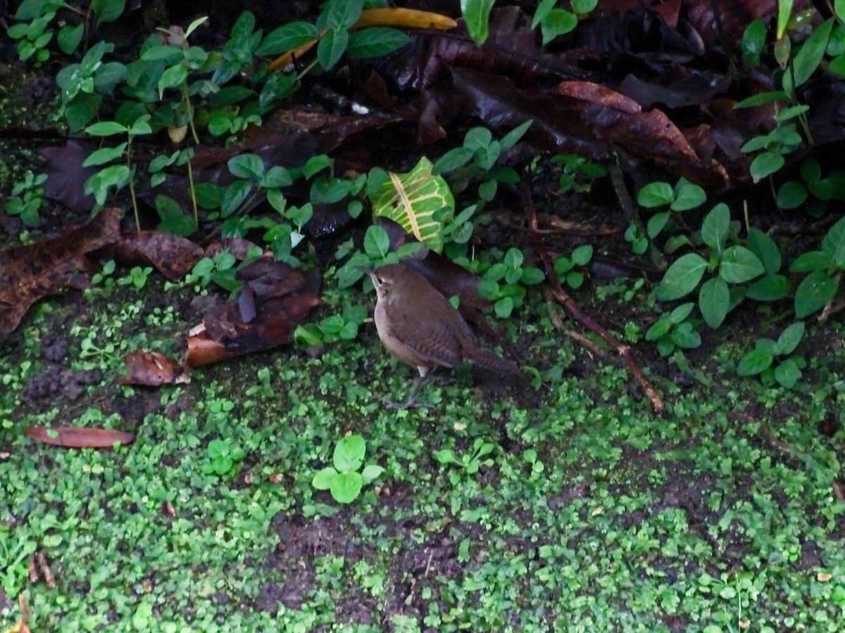 Southern House Wren - ML643116937