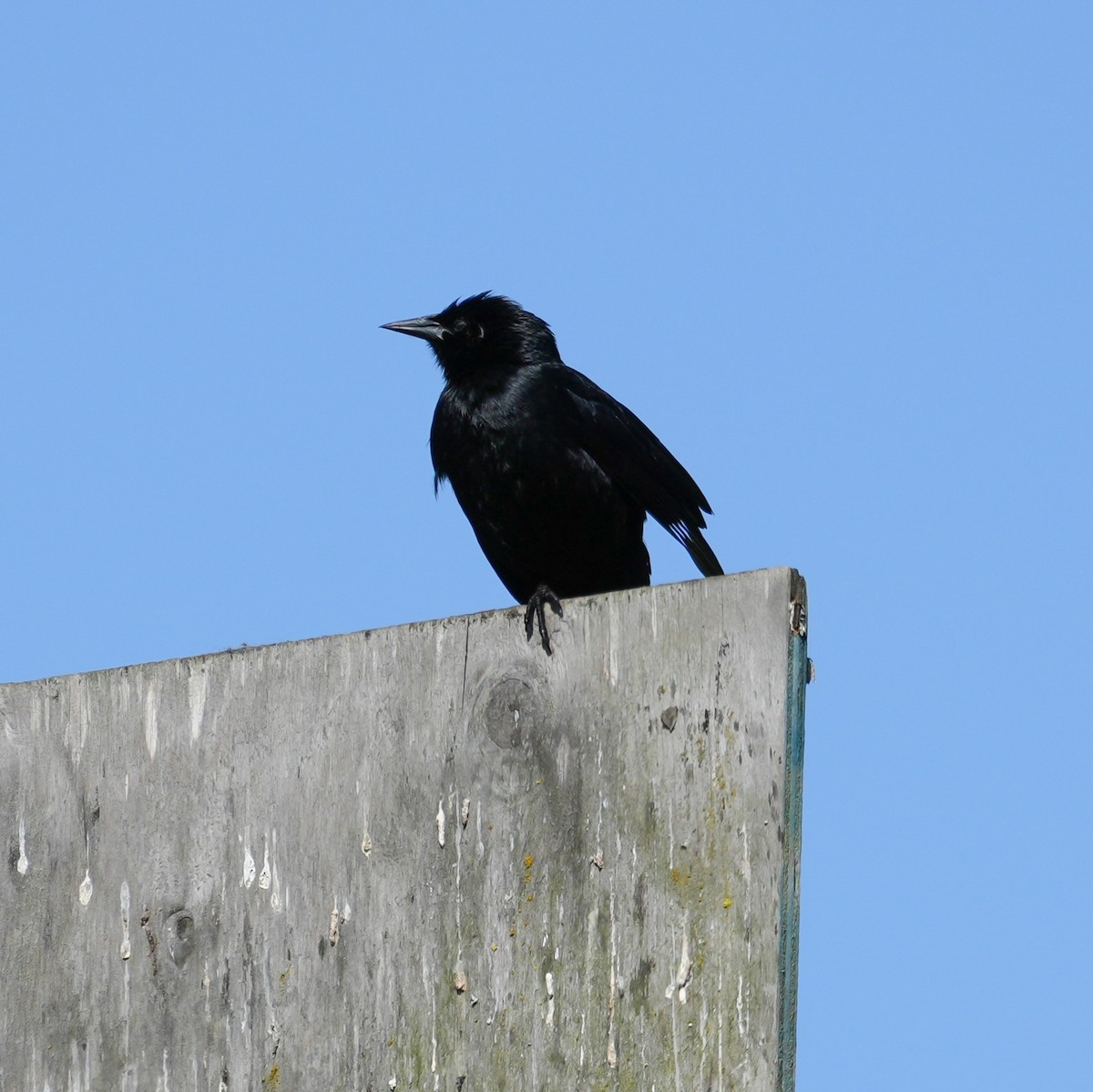 Austral Blackbird - ML643116939