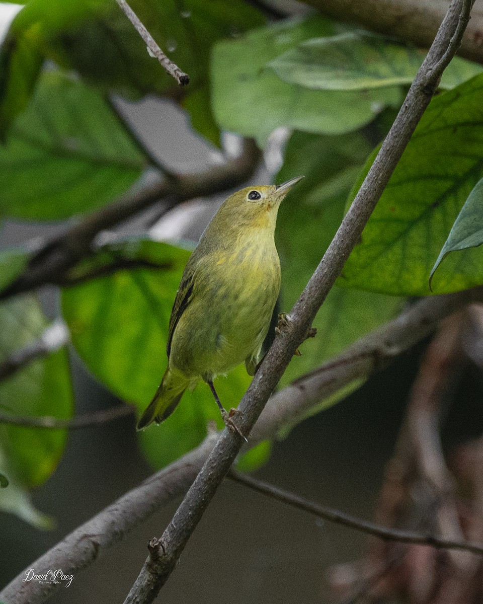 Yellow Warbler - ML643116941