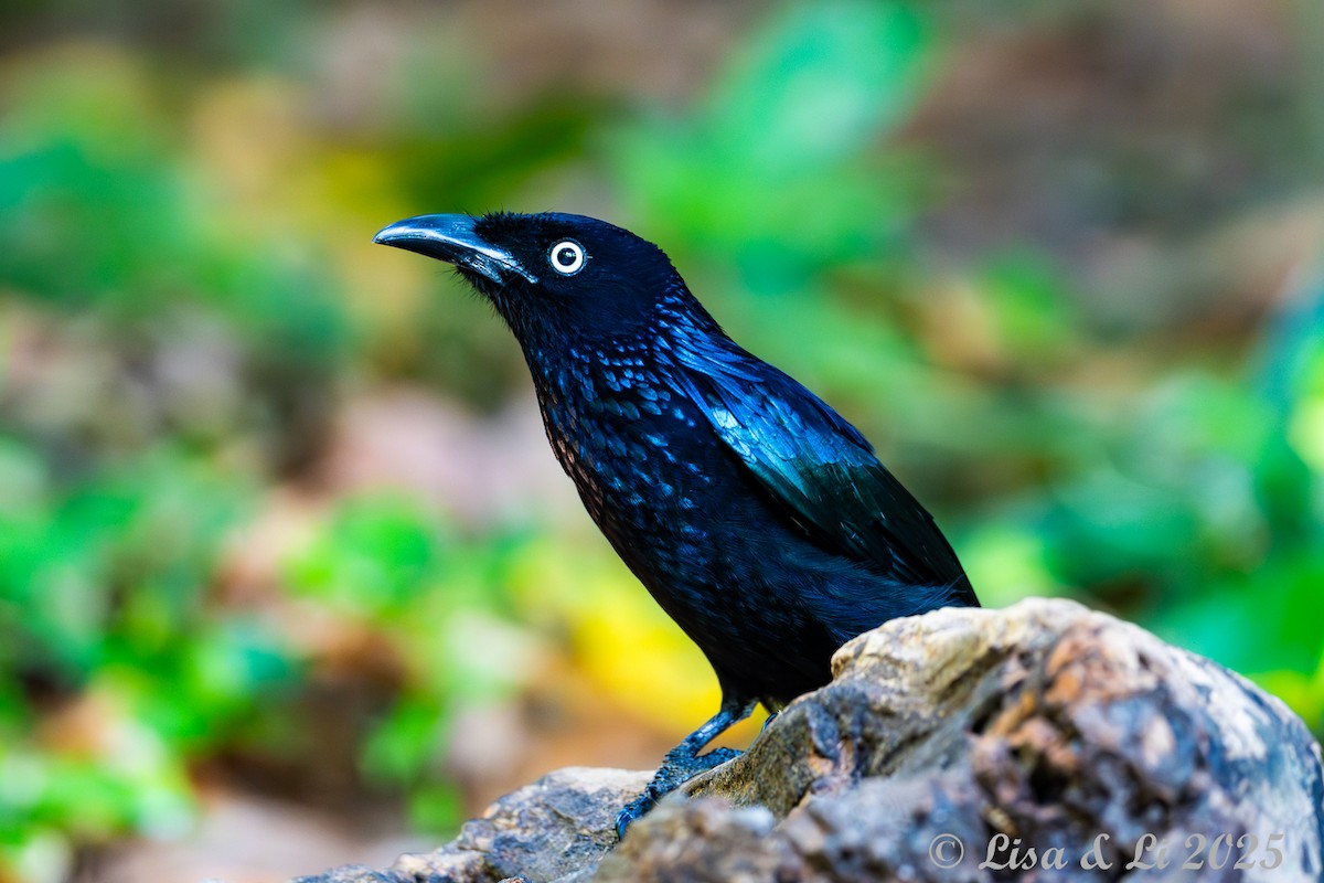 Hair-crested Drongo (Javan) - ML643116943