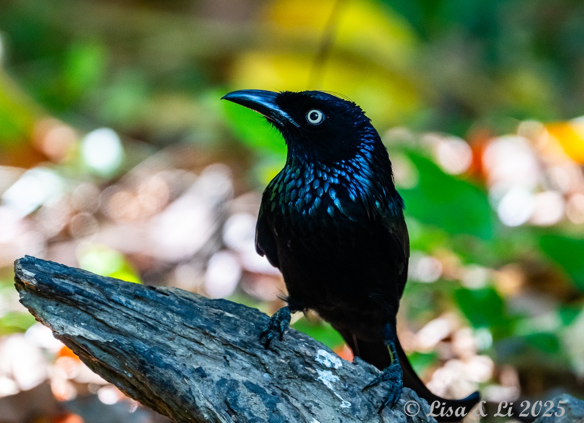 Hair-crested Drongo (Javan) - ML643116945