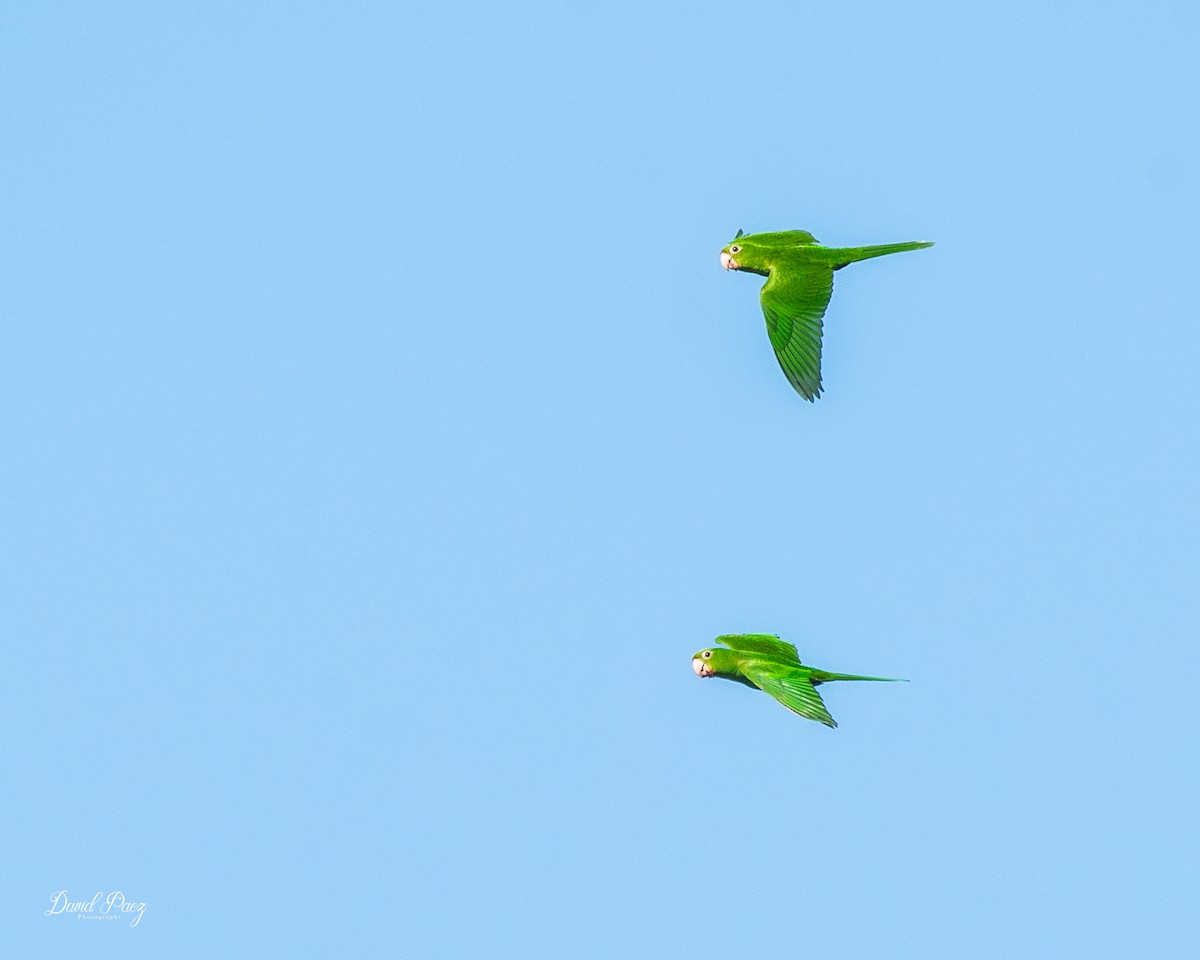 White-eyed Parakeet - ML643116956