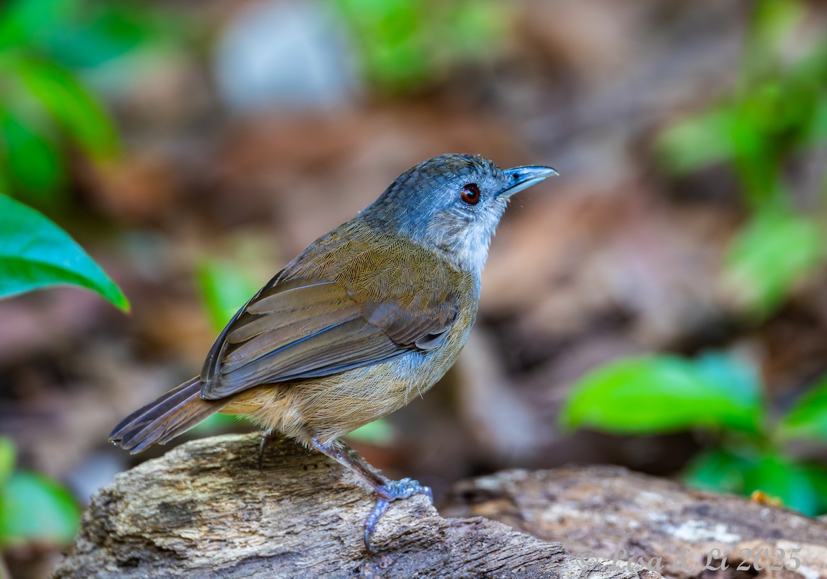 Horsfield's Babbler (Horsfield's) - ML643116958