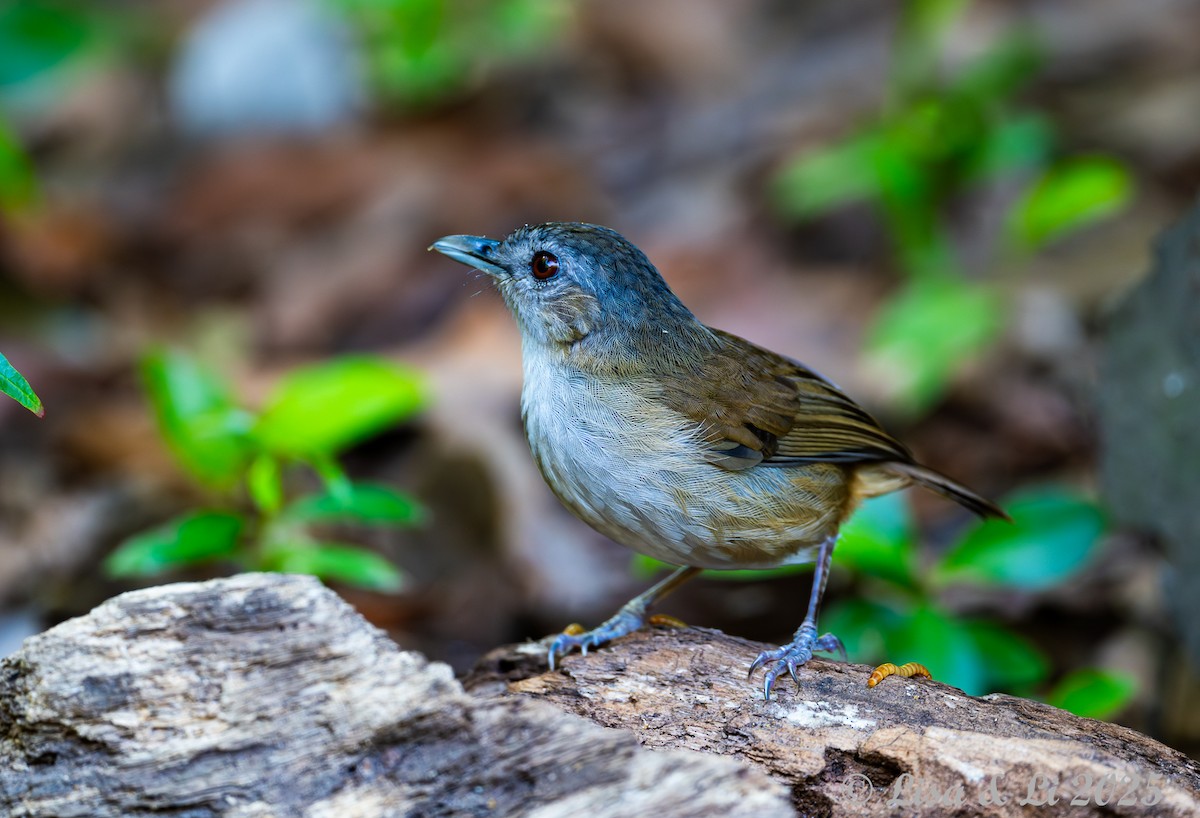 Horsfield's Babbler (Horsfield's) - ML643116959
