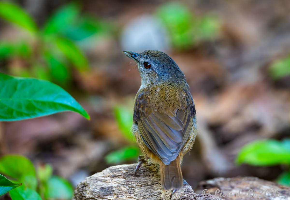 Horsfield's Babbler (Horsfield's) - ML643116960