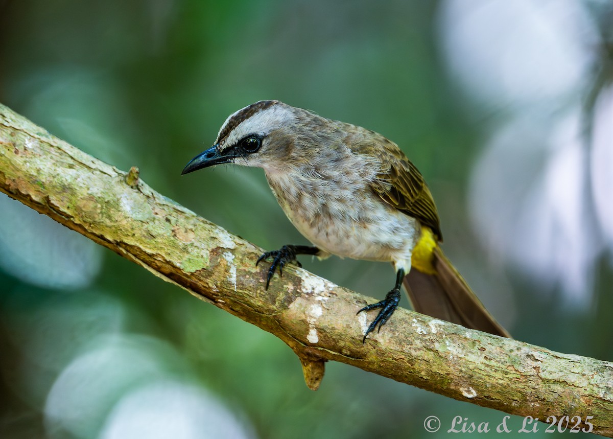 Yellow-vented Bulbul (Sunda) - ML643116972