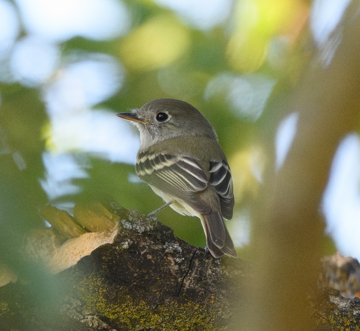 Empidonax sp. - ML643116976