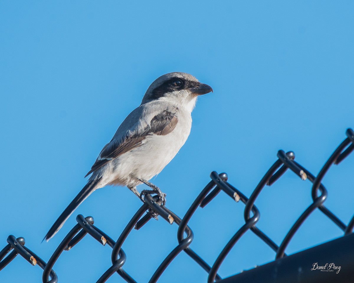 Loggerhead Shrike - ML643116979