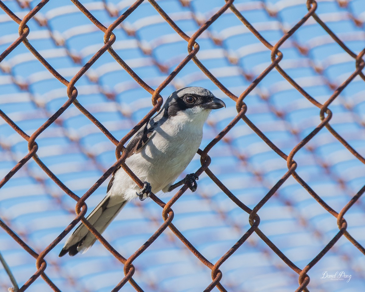 Loggerhead Shrike - ML643116980