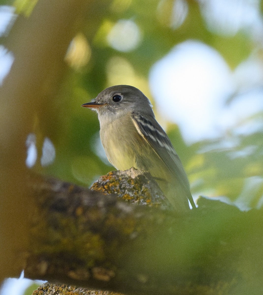 Empidonax sp. - ML643116982