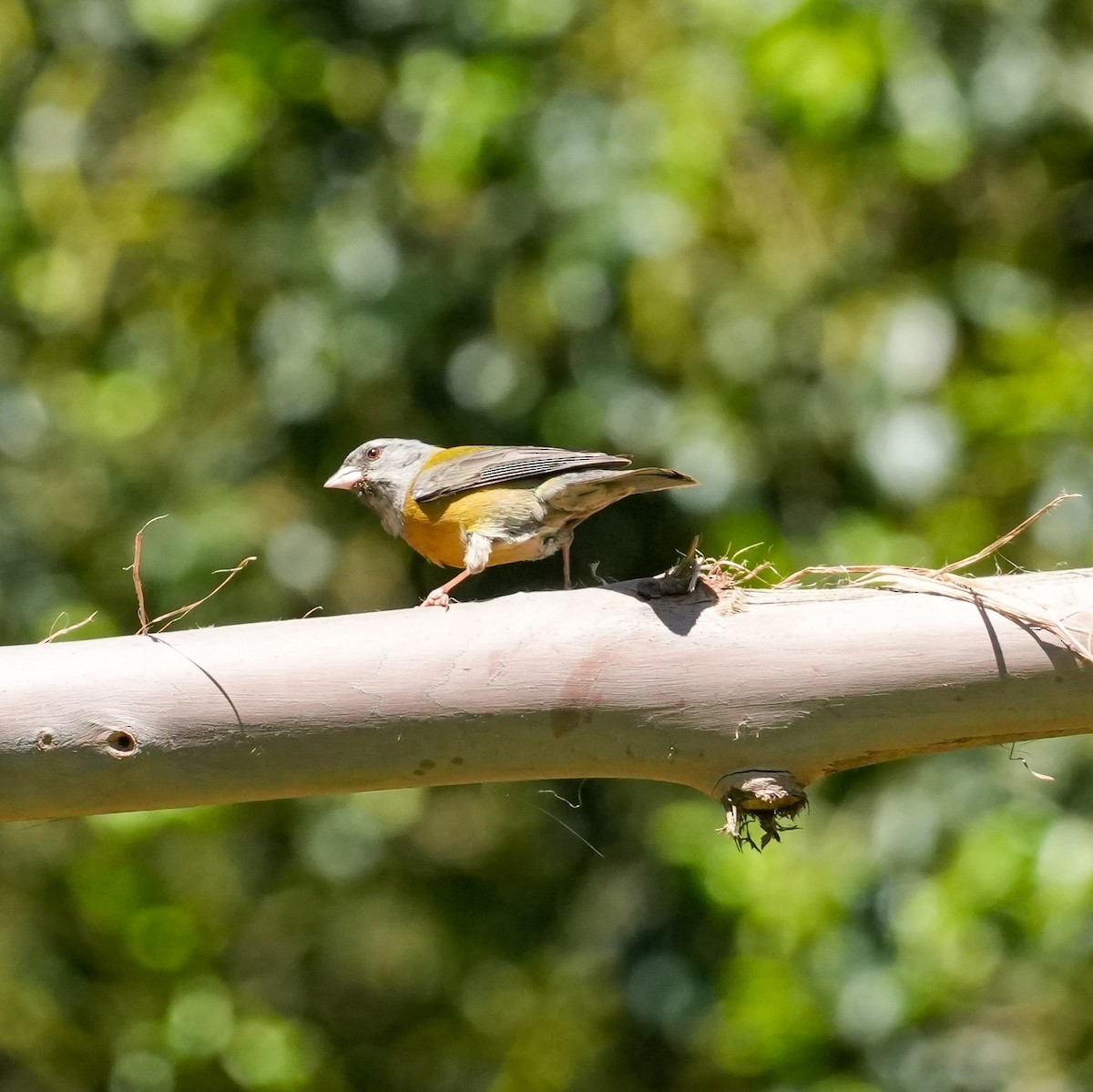 Gray-hooded Sierra Finch - ML643116984