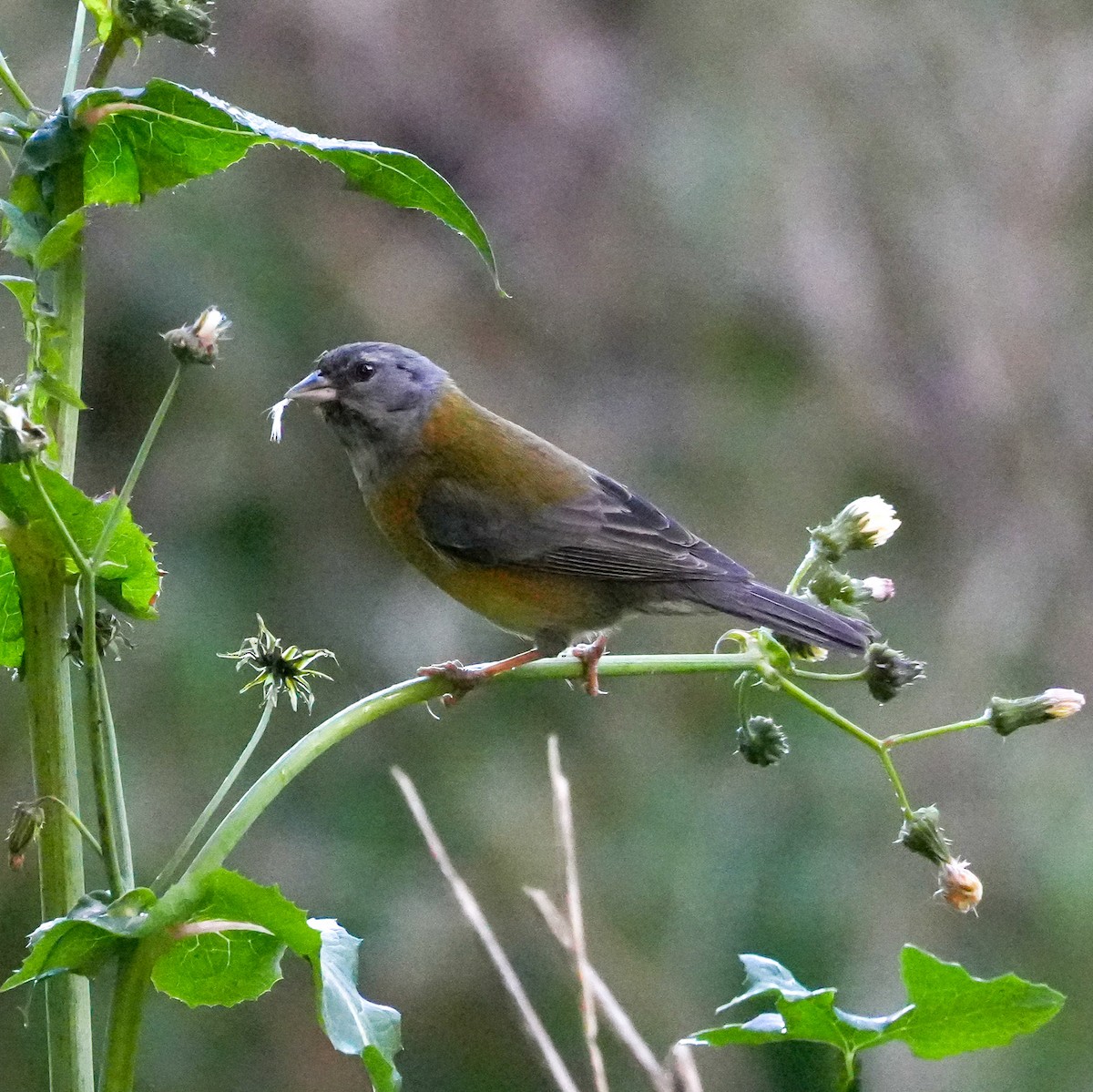 Gray-hooded Sierra Finch - ML643116985