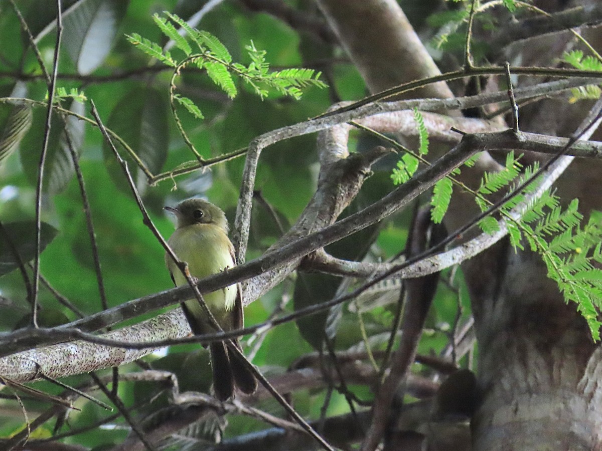 Whiskered Flycatcher - ML643116986