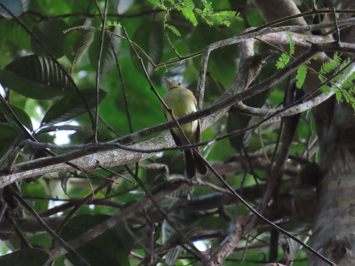 Yellow-olive Flatbill - ML643116987