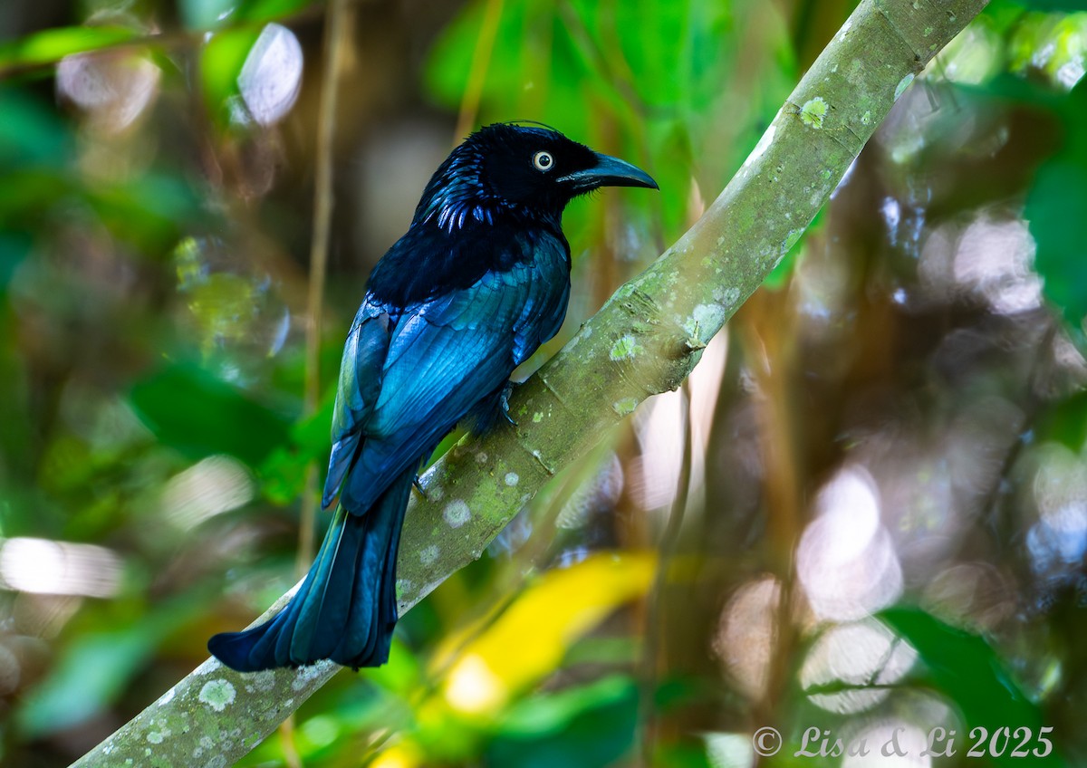 Hair-crested Drongo (Javan) - ML643116988