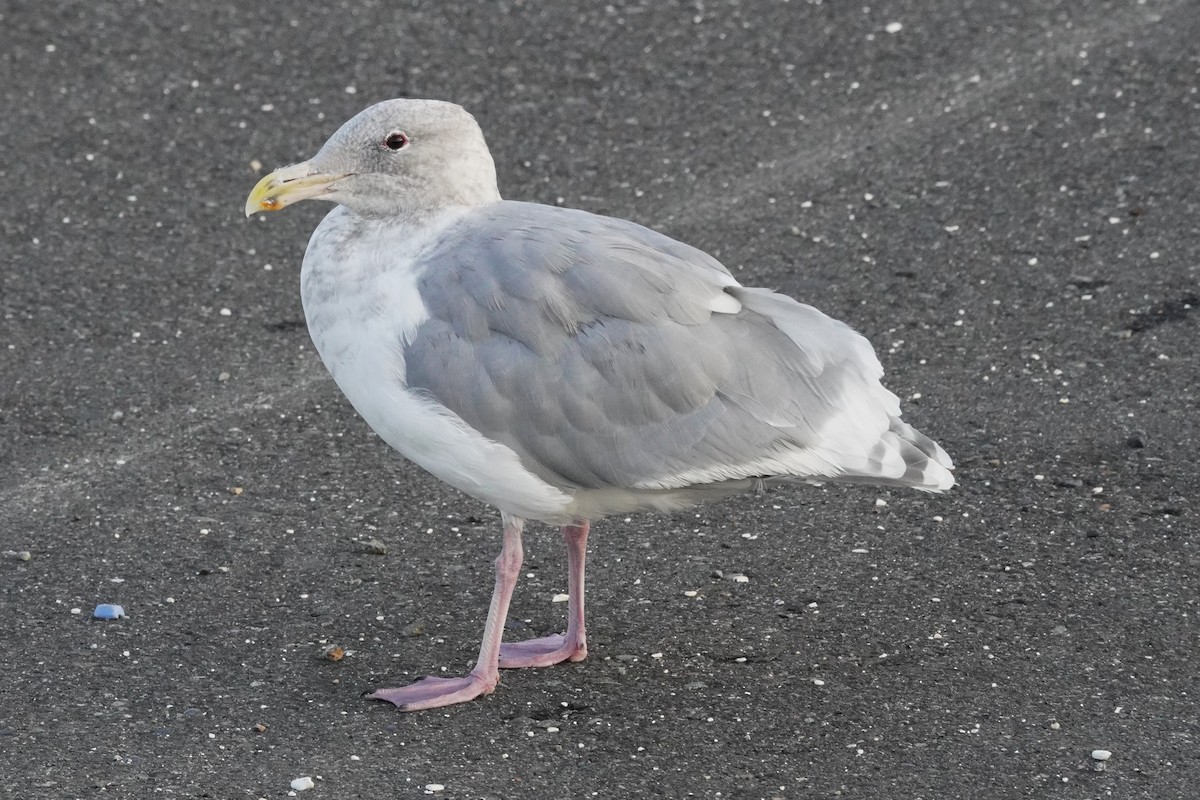 Glaucous-winged Gull - ML643117002