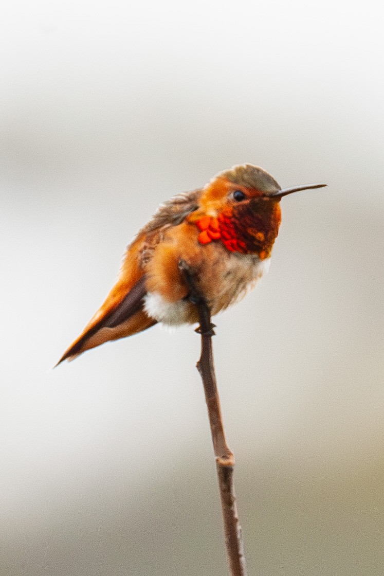 Rufous/Allen's Hummingbird - ML643117003