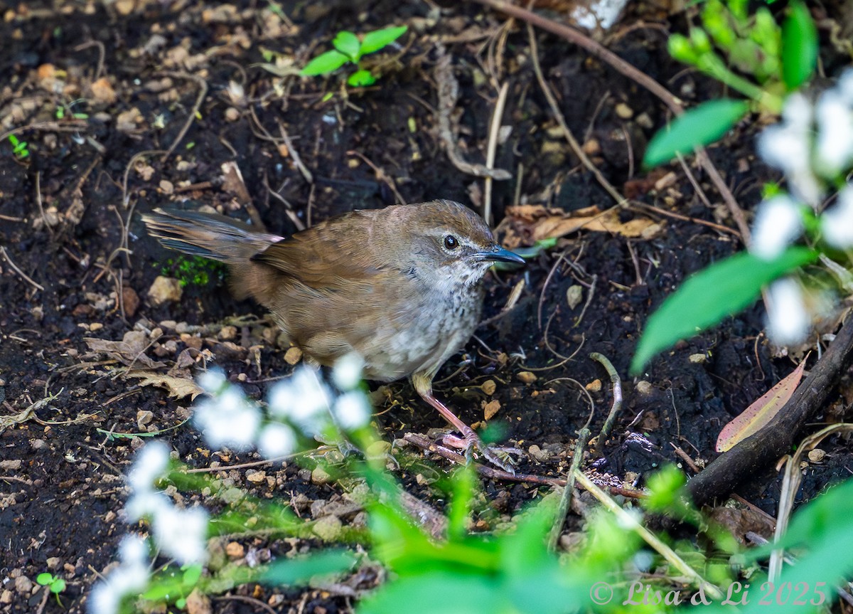 Javan Bush Warbler (Javan) - ML643117007