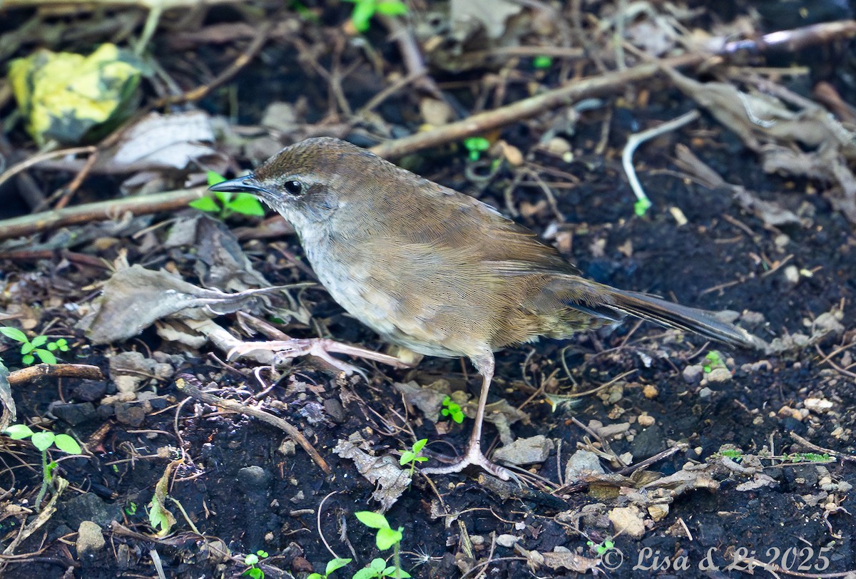 Javan Bush Warbler (Javan) - ML643117008
