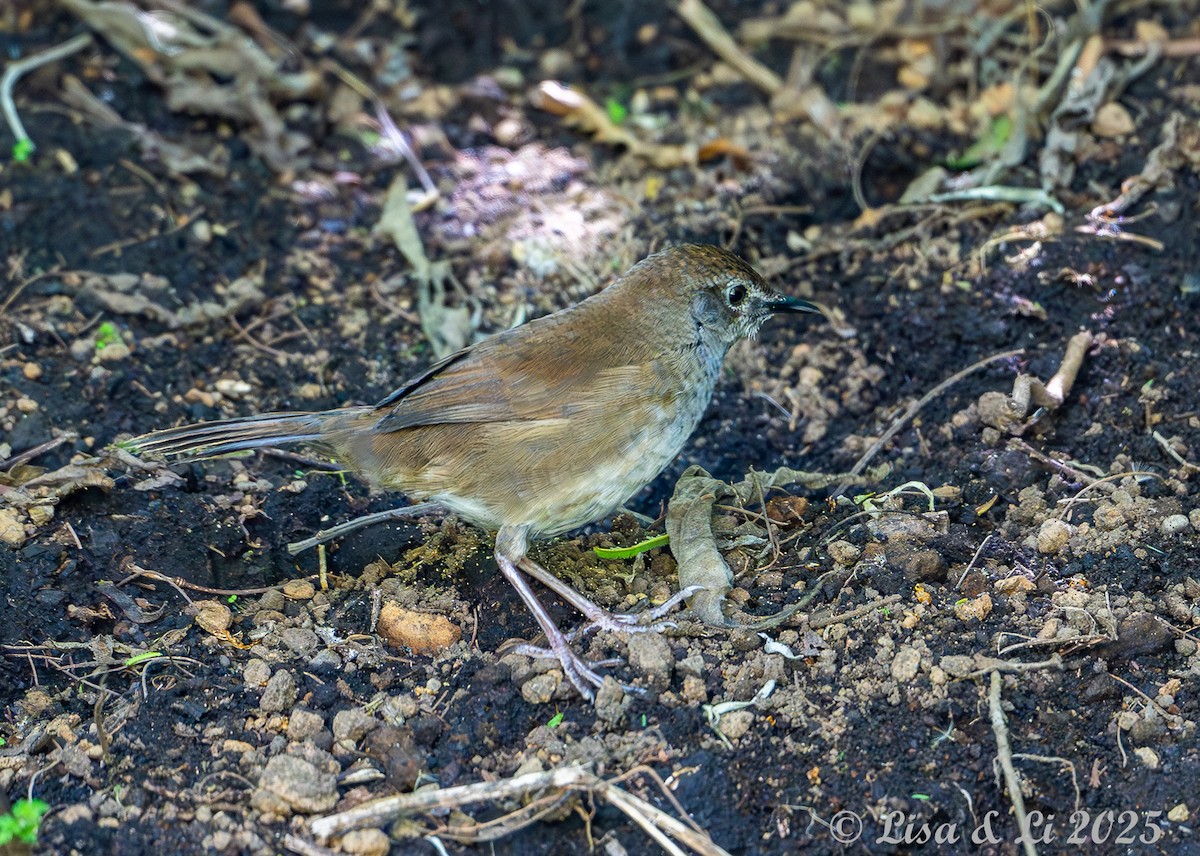 Javan Bush Warbler (Javan) - ML643117009