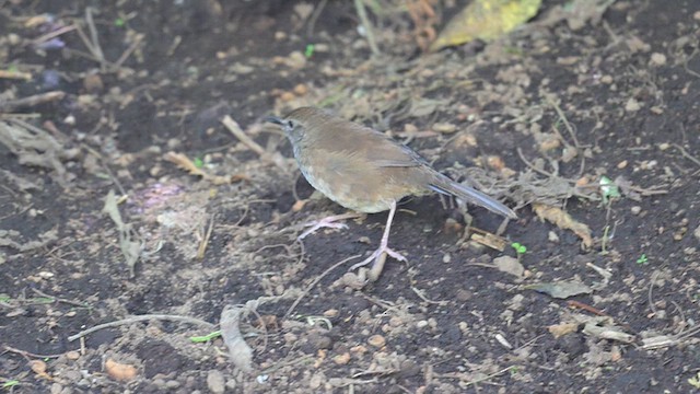 Javan Bush Warbler (Javan) - ML643117014