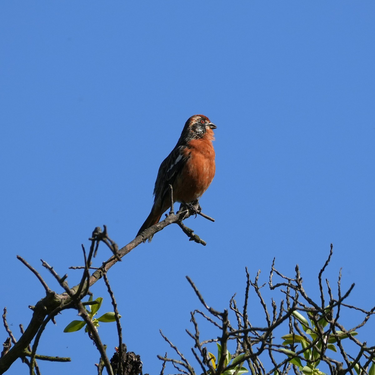 Rufous-tailed Plantcutter - ML643117025