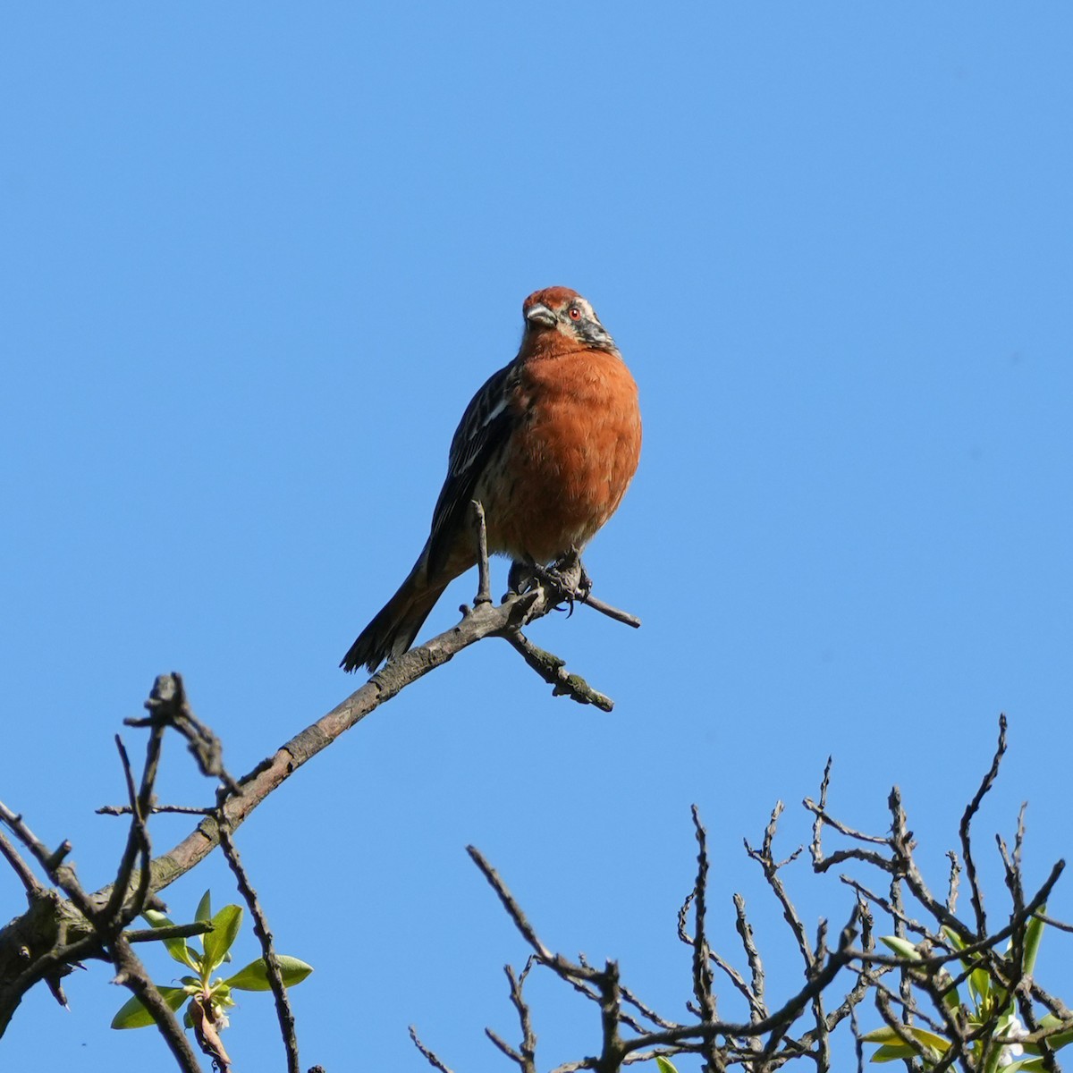 Rufous-tailed Plantcutter - ML643117026