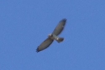 Broad-winged Hawk - ML643117046