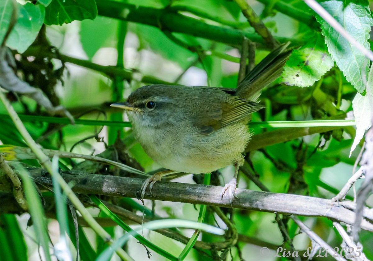 Aberrant Bush Warbler (Sunda) - ML643117065
